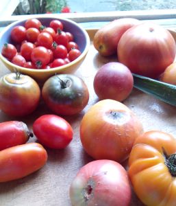 Les tomates du jardin Sept 2013